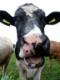 Dawn Smith's Avatar