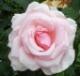 Rosaleah's Avatar