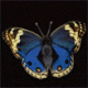 Cat_'s Avatar