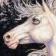 pegasus_farms's Avatar