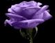 Christine Kline's Avatar