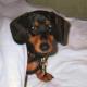 Mydachshund's Avatar